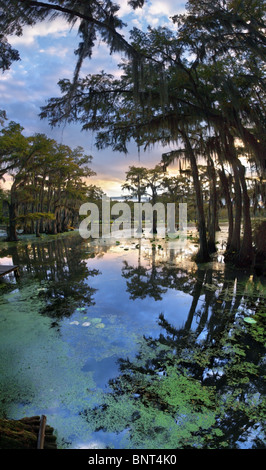 Cypress swamp around Caddo Lake State Park near Uncertain, Texas Stock ...