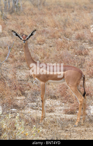 Gerenuk (Litocranius walleri), Tsavo East national Park, Kenya. Stock Photo