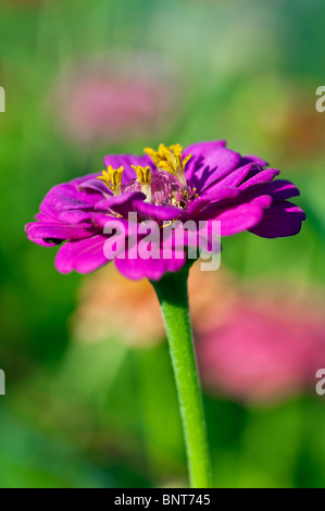 Zinnia flower in bloom, Asteraceae Stock Photo