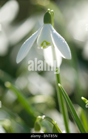 Common Snowdrop, Snowdrop (Galanthus nivalis), flower. Stock Photo