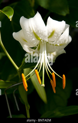 White hybrid lily. Stock Photo