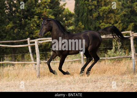 Black Arab morocco horse gallop free animal run Stock Photo