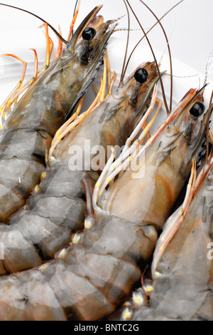 Raw tiger prawns on a white plate Stock Photo