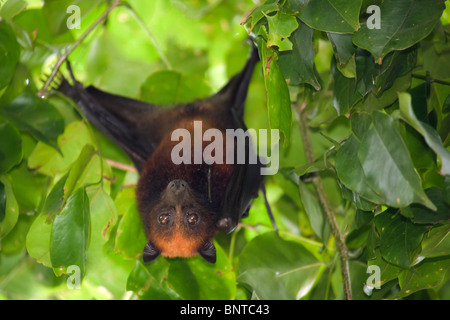 flying fox bat hanging in mango tree branch, tioman island, malaysia Stock Photo