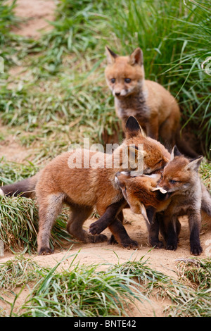 Red fox (Vulpes vulpes) cubs from different litters playing at entrance to earth Stock Photo