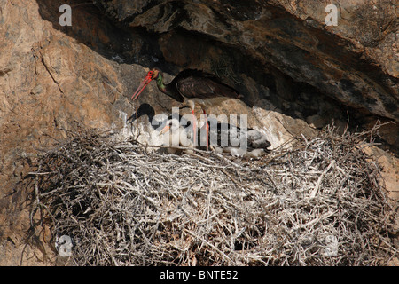 Black Stork (Ciconia nigra), adult with chicks at nest. Stock Photo