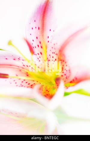 Abstract closeup on pink fresh lily flower Stock Photo