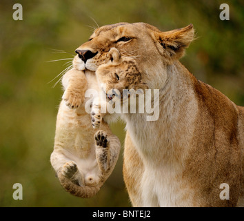 Lioness (Panthera leo) carrying her very young cub in its mouth, Masai Mara, Kenya