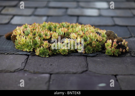House leeks Sempervivum growing on roof tiles Stock Photo