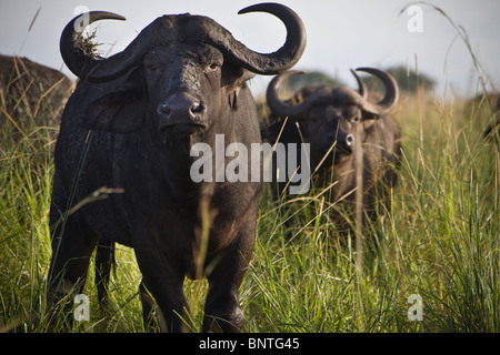 Cape Buffalo at Kidepo Valley National Park, Uganda, East Africa Stock Photo