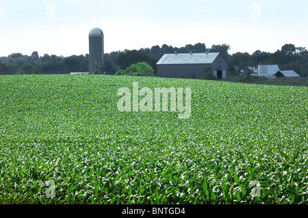 Cornfields & farm along Tebbs Bend Road, near the Green River, KY. Stock Photo