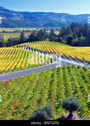 View of vineyards in front of Castello di Amorosa. Napa Valley, California. Property released Stock Photo