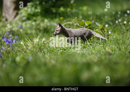 Red fox (Vulpes vulpes) cub running in meadow Stock Photo