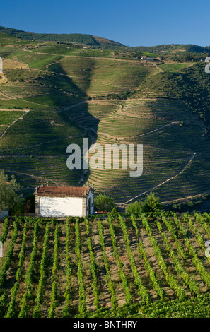 a small chapel and vine-covered terraces between Peso da Régua and Pinhao, the Douro Valley, Alto Douro, Portugal Stock Photo