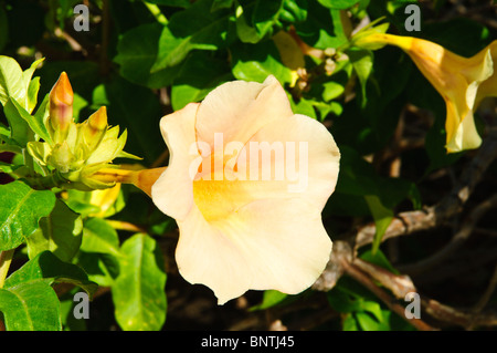 Yellow petunia Bel Air Plantation Resort, Grenada, Windward Islands, Caribbean. Stock Photo