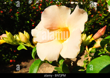 Yellow petunia Bel Air Plantation Resort, Grenada, Windward Islands, Caribbean. Stock Photo