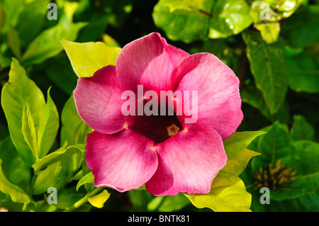 Wild flower Bel Air Plantation Resort, Grenada, Windward Islands, Caribbean. Stock Photo