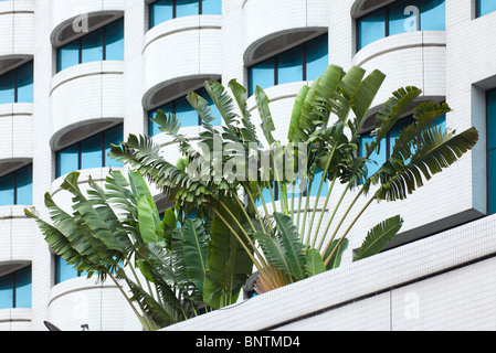 traveler palm tree and modern building in kuala lumpur, malaysia Stock Photo