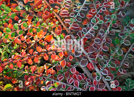 Frozen Red and Green Cotoneaster Leaves with Hoar-frost in Autumn - Early Winter Stock Photo