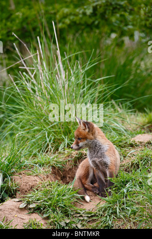 Red fox (Vulpes vulpes) cub exploring near earth Stock Photo