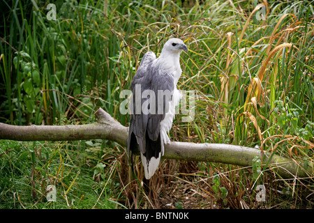 White-Bellied Sea Eagle, Haliaeetus leucogaster, Accipitridae, Accipitriformes, India, South East Asia and Australia.