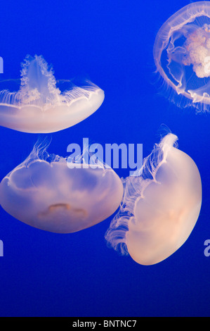 Sea Moon jellyfish float in the deep dark blue water Stock Photo - Alamy