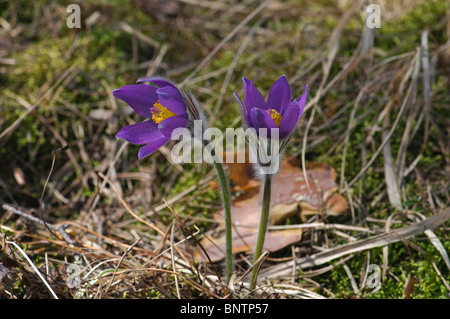 Eastern Pasqueflower Pulsatilla patens Stock Photo