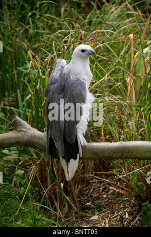 White-Bellied Sea Eagle, Haliaeetus leucogaster, Accipitridae, Accipitriformes, India, South East Asia and Australia.