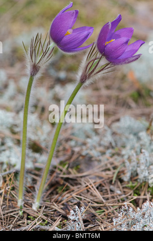 Eastern Pasqueflower Pulsatilla patens Stock Photo