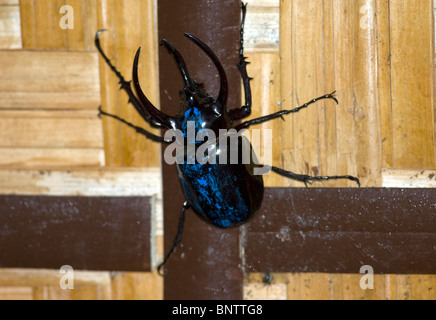 Giant Blue Stag Beetle, Mindanao, Philippines. Stock Photo