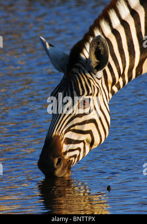 Close-up of a zebra drinking at a waterhole in Etosha National Park ; Equus burchell's Stock Photo