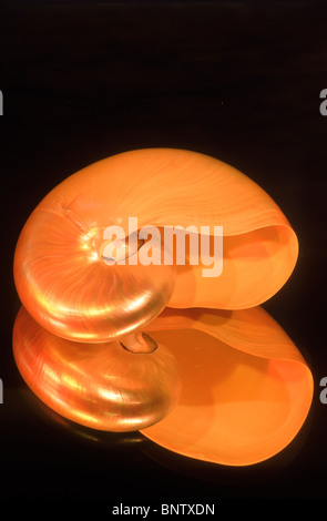 Mirror reflection of nautilus shell Stock Photo