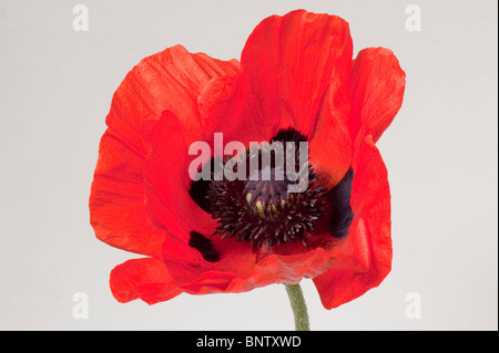 Bright red flower of an oriental poppy (Papaver orientalis) against a white background