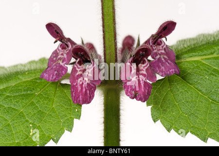 Flowers of hedge woundwort (Stachys sylvatica) against a white background Stock Photo