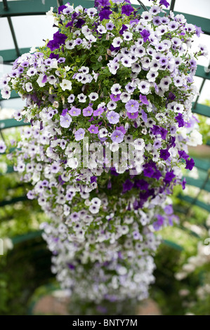 Hanging baskets in the grounds during the Wimbledon Tennis Championships 2010 Stock Photo