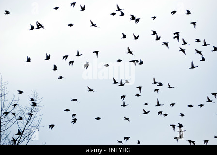 Flock of birds in flight. Stock Photo
