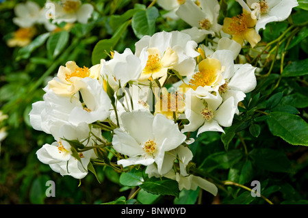 Close up of climbing rose roses white cream flower flowers Wedding Day growing on a wall in summer England UK United Kingdom GB Great Britain Stock Photo