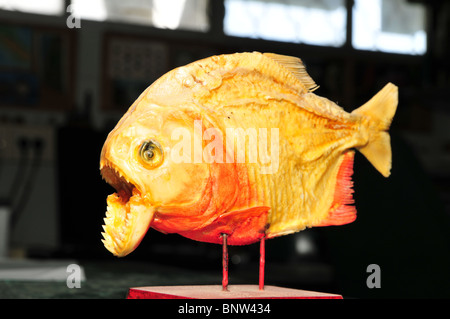 Piranha with mouth open showing teeth against black background Stock ...