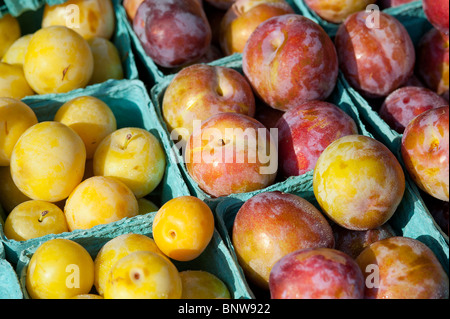 Plums for sale at a farmers market. Stock Photo