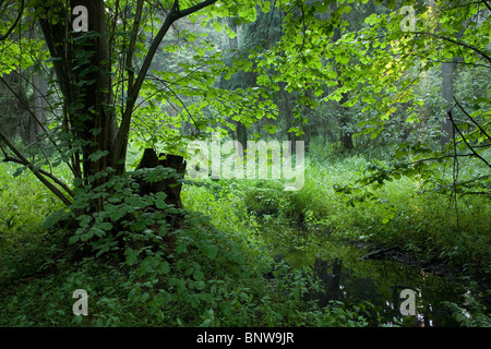 Summertime look of natural deciduous stand with little stream crossing and branches hanging over Stock Photo