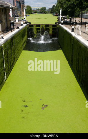 Algae clogs the canal and lock next to the site of the Olympic complex for 2012, East London Stock Photo