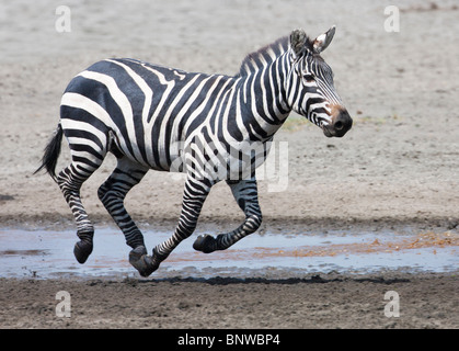 Zebra running at Ndutu Marh, Serengeti, Tanzania Stock Photo