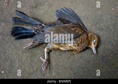 Dead bird laying on a stone slab Stock Photo