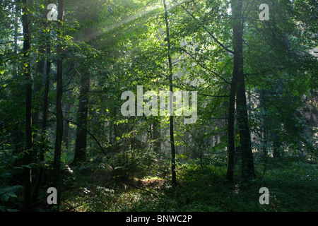Sunbeam entering rich deciduous forest in misty morning Stock Photo