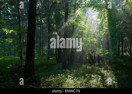 Sunbeam entering rich deciduous forest in misty morning Stock Photo