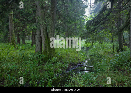 Summertime look of natural riparian stand with little stream crossing Stock Photo