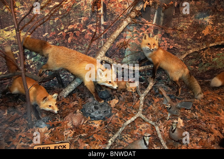 display of stuffed red foxes at the Henkelmann Life Sciences Collection at the Cumberland Inn Museum, Williamsburg, KY. Stock Photo