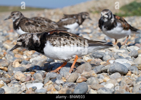 An adult Turnstone - Ruddy Turnstone moulting through in to summer plumage Stock Photo