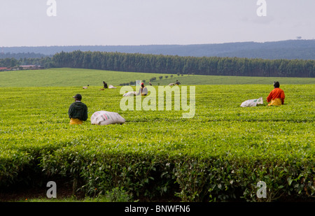 Tea plantation in the Kericho area, western Kenya Stock Photo