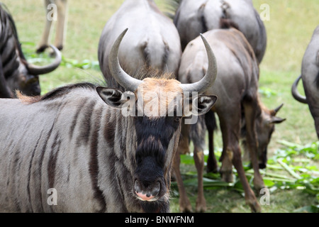 Wildebeest Connochaetes taurinus brindled blue gnu antelope Stock Photo